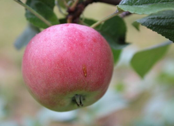 яблоня сорт заветное плоды